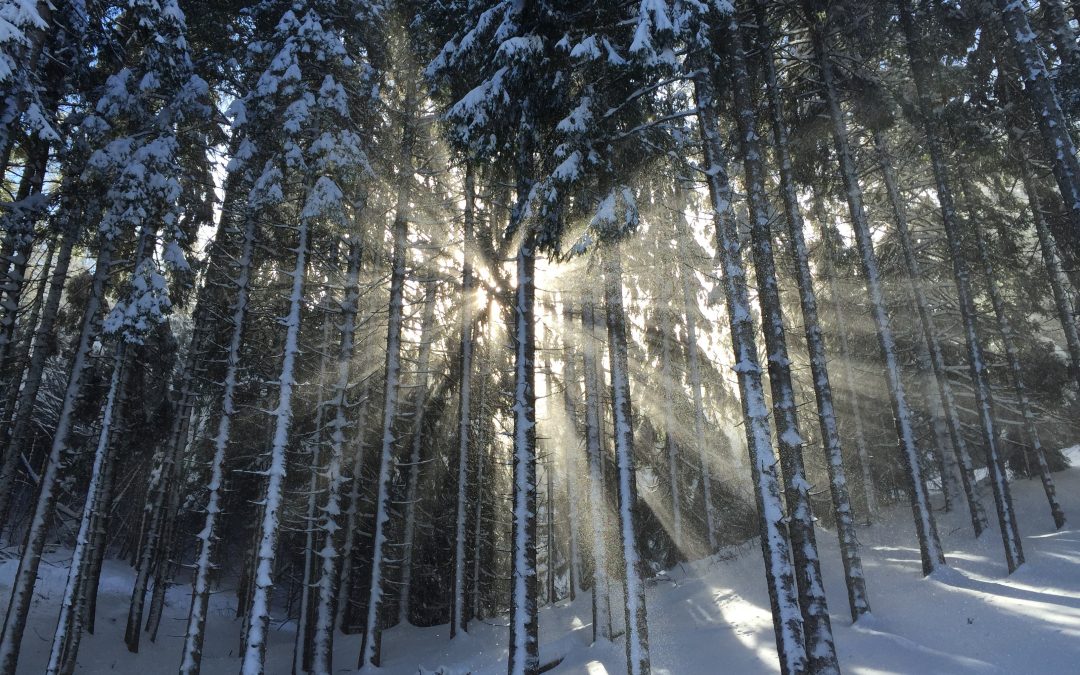 Warum Sonnenlicht im Winter so wichtig ist